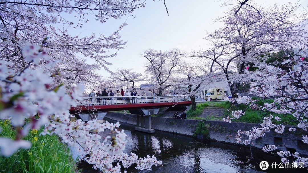 名古屋赏樱（岩仓五条川和名古屋城）及买买买攻略