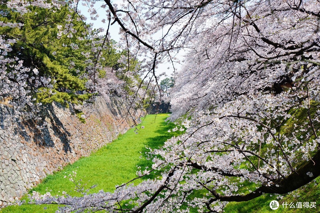 名古屋赏樱（岩仓五条川和名古屋城）及买买买攻略