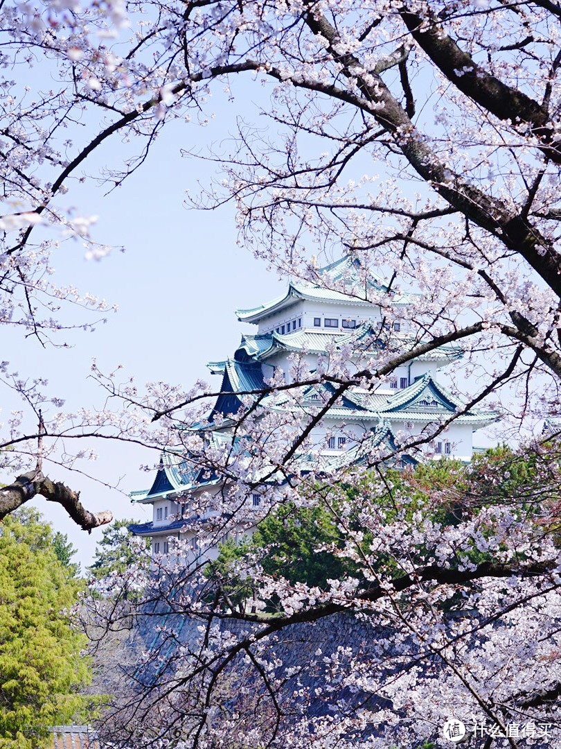 名古屋赏樱（岩仓五条川和名古屋城）及买买买攻略