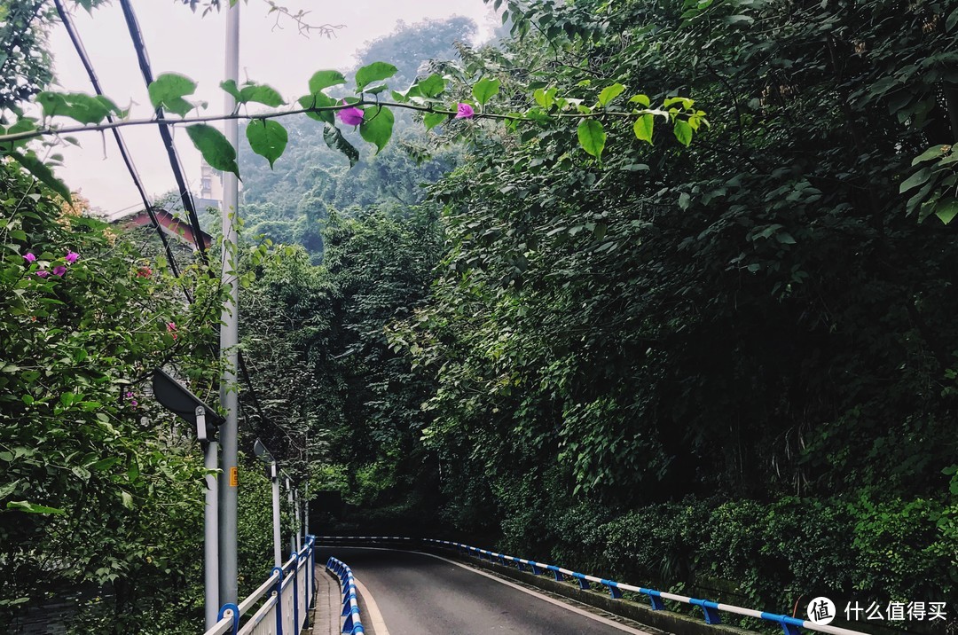 幽静的小路上可收获到绿树成荫的风景