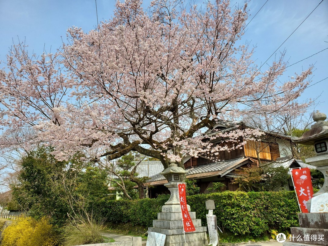 樱花季日本游（大阪一路玩到东京）——游侠客跟团体验