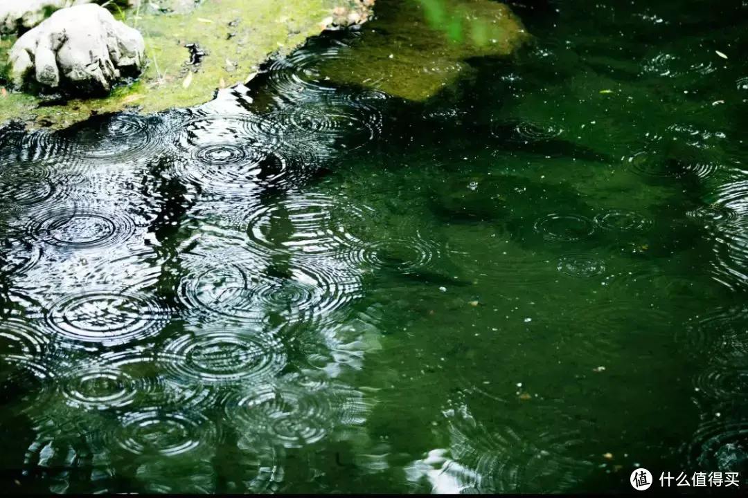 谷雨 最后的一抹春绿