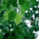 谷雨时节，闲谈白毫银针