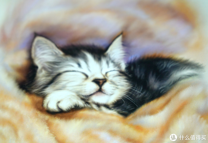 猫控的自我修养:被萌化了!这些年我写过的那些猫