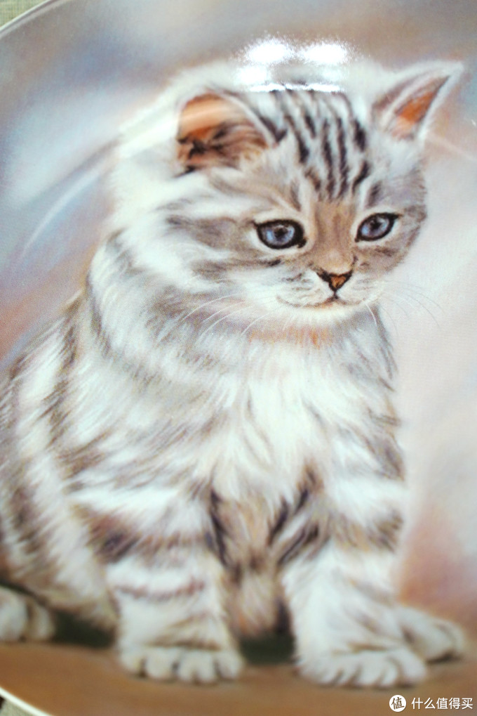 猫控的自我修养:被萌化了!这些年我写过的那些猫