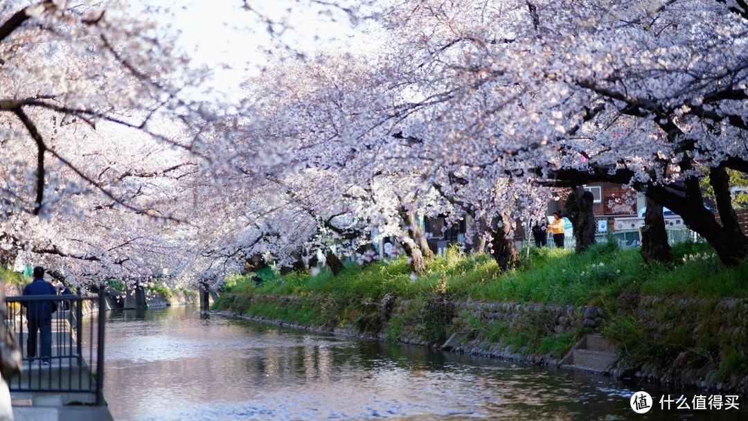 名古屋赏樱（岩仓五条川和名古屋城）及买买买攻略