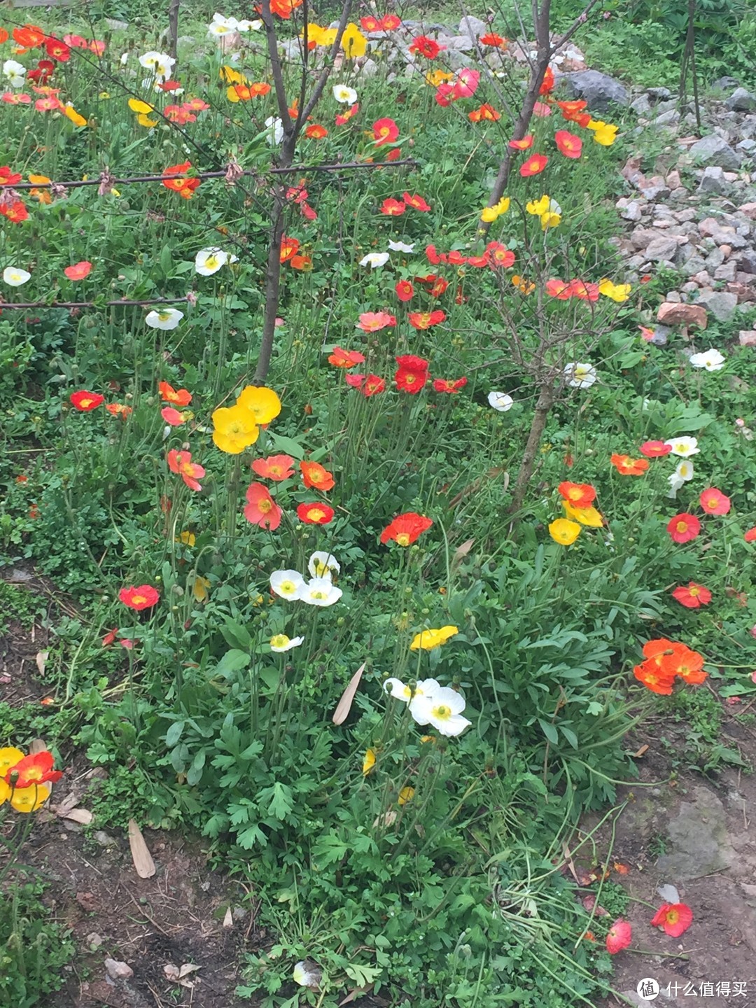 到成都怎能不看圆滚滚，成都熊猫基地游览攻略（速速收藏）