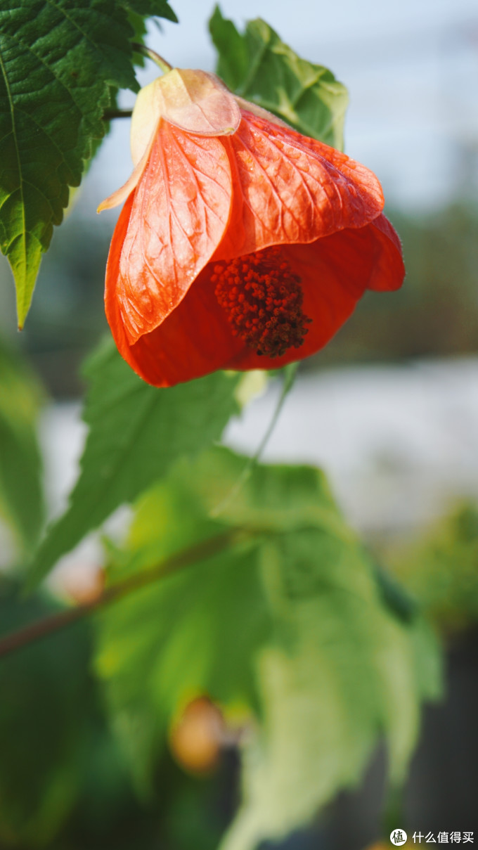 生活中的小确幸,阳台种花养成计划_值客原创_第10页_什么值得买