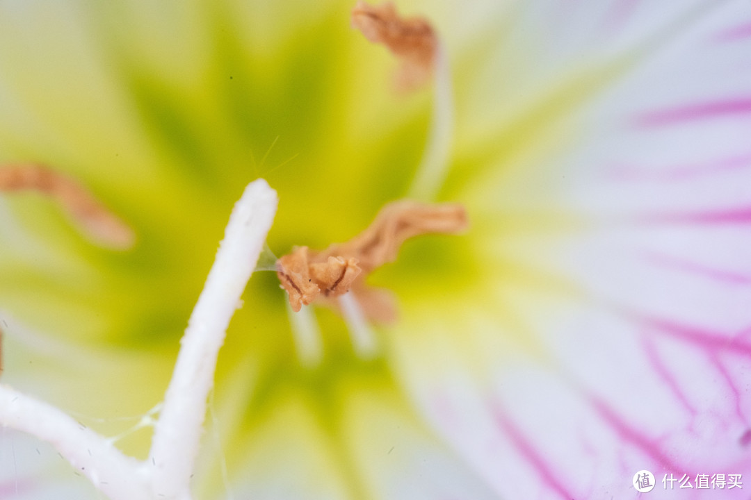 老蛙100mmF2.8 2X Ultra Macro APO微距镜头首测