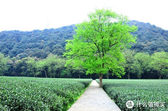 五一出行还没有规划？走，去南方“吃春天”，用胃承包江浙沪！