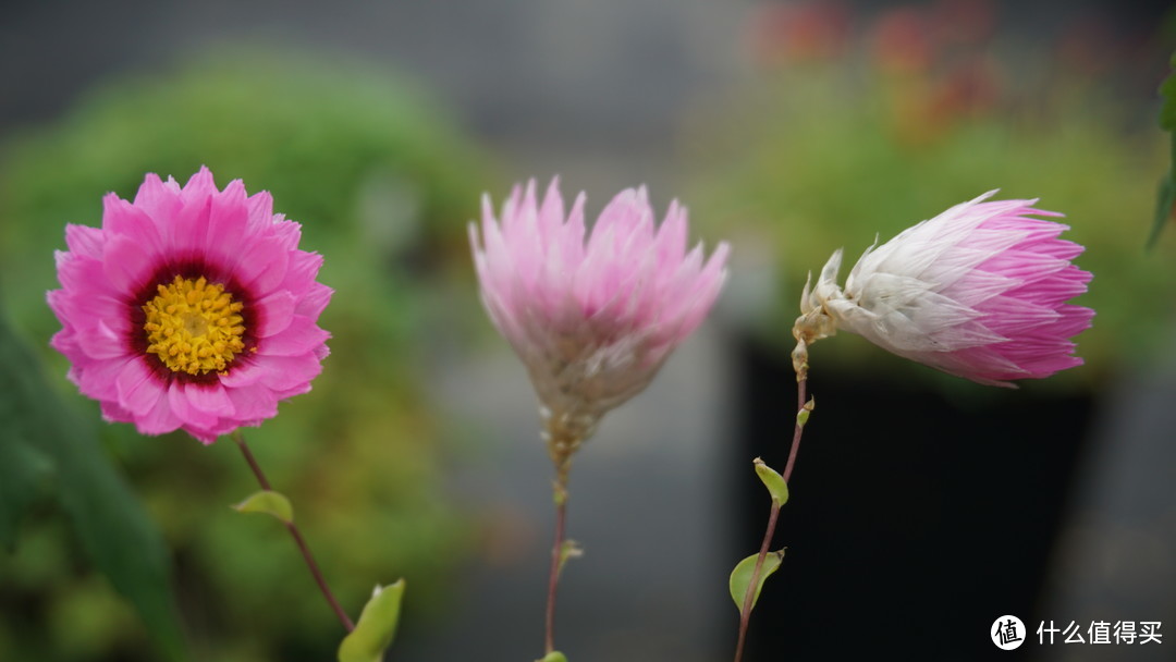 鳞托菊