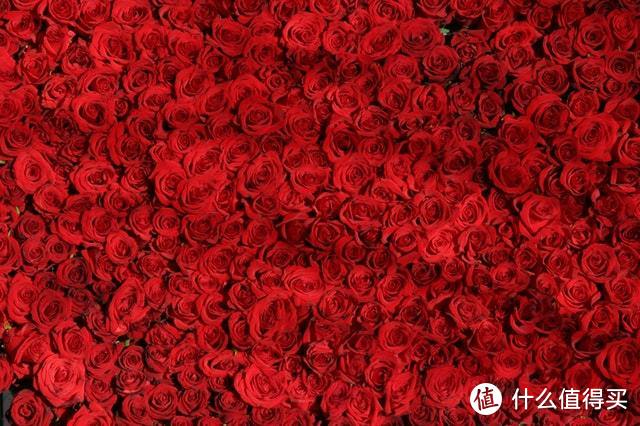 祖玛珑红玫瑰纯粹的感觉