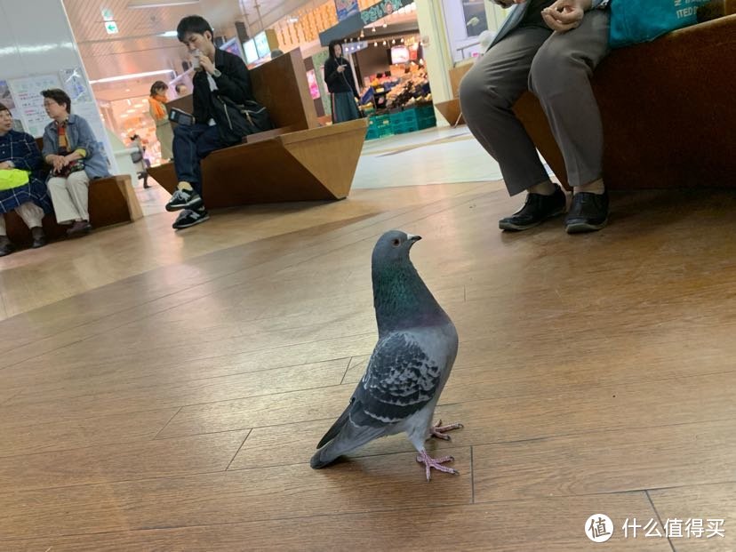 一个人溜达日本流水账D5 koe donuts西大寺