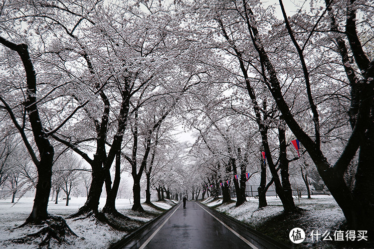 今年飘雪正春天：日本东北赏樱混浴温泉之旅