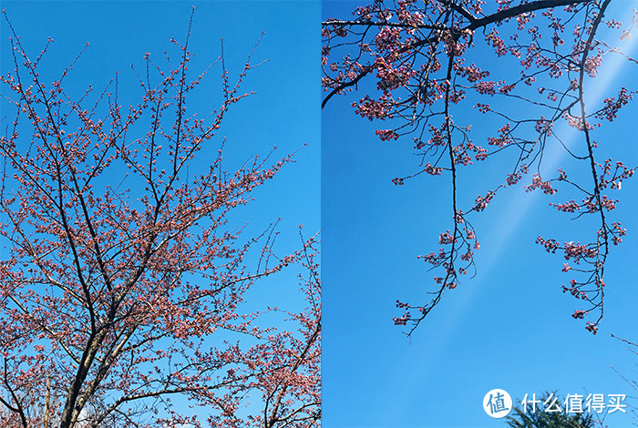 今年飘雪正春天：日本东北赏樱混浴温泉之旅