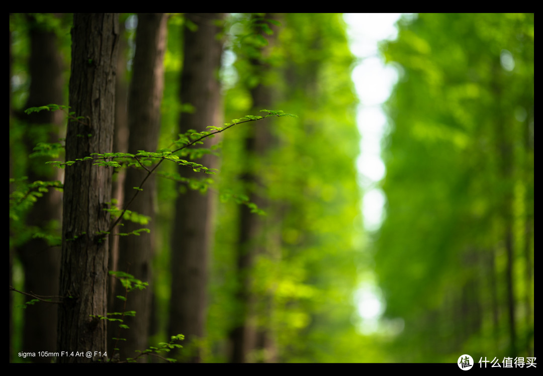 又大又重的适马105mm F1.4 Art究竟香不香？（上篇）：上手体验与实战感受