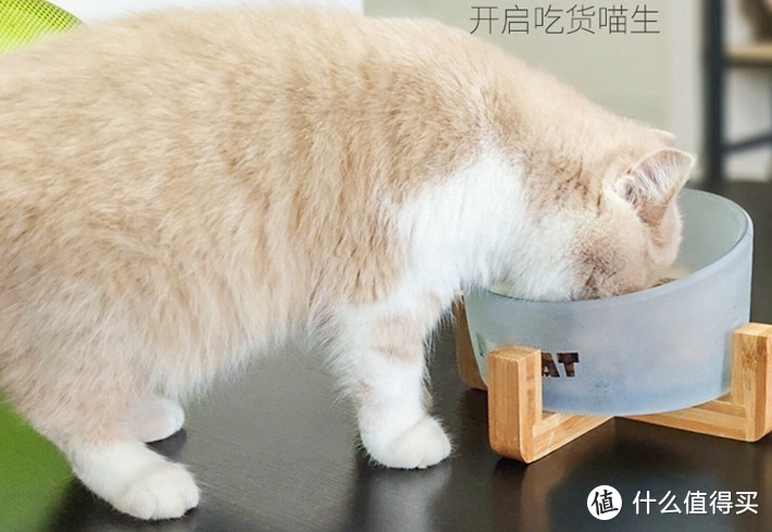 佩格小猫 高硼硅磨砂工艺碗