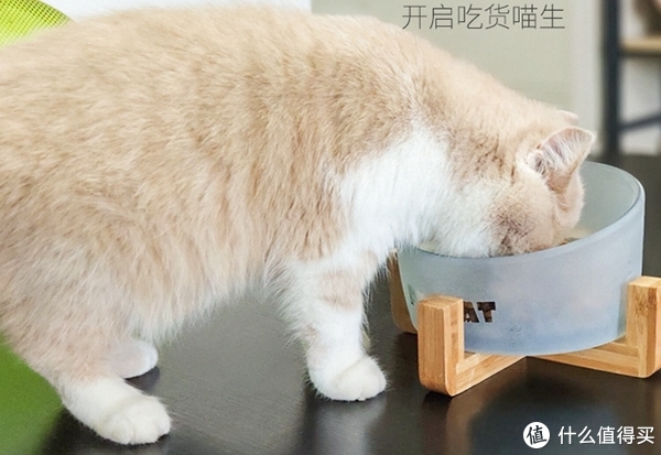 佩格小猫 高硼硅磨砂工艺碗