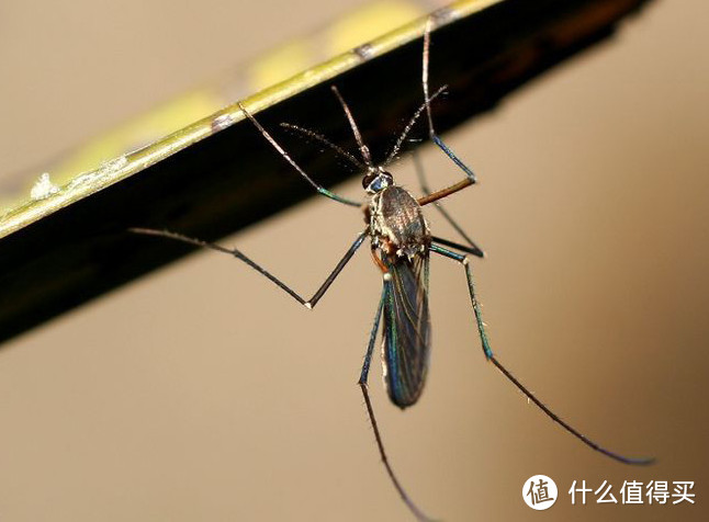 实力对抗夏季蚊虫—青荷防蚊网