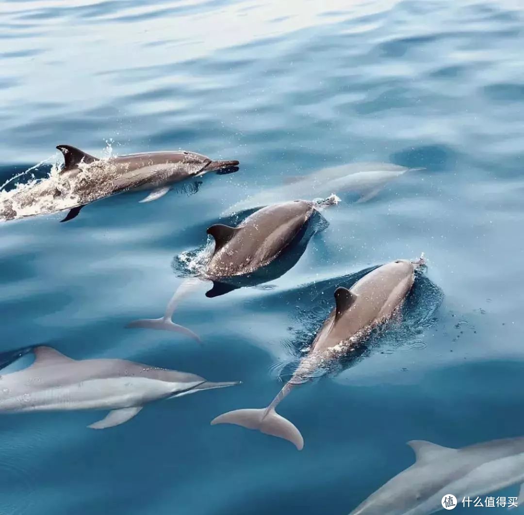 逃离北半球的寒风，反季游来《海王》取景地冲浪喂海豚