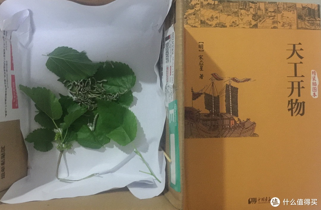 父女手记 | 为养蚕我祭出《天工开物》，看什么叫蚕食，学蚕宝宝吃饭……