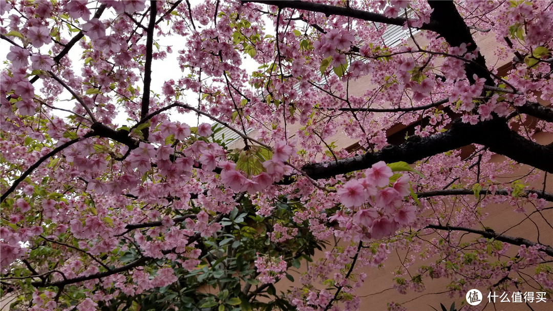 最好玩的台场，多少天都不够