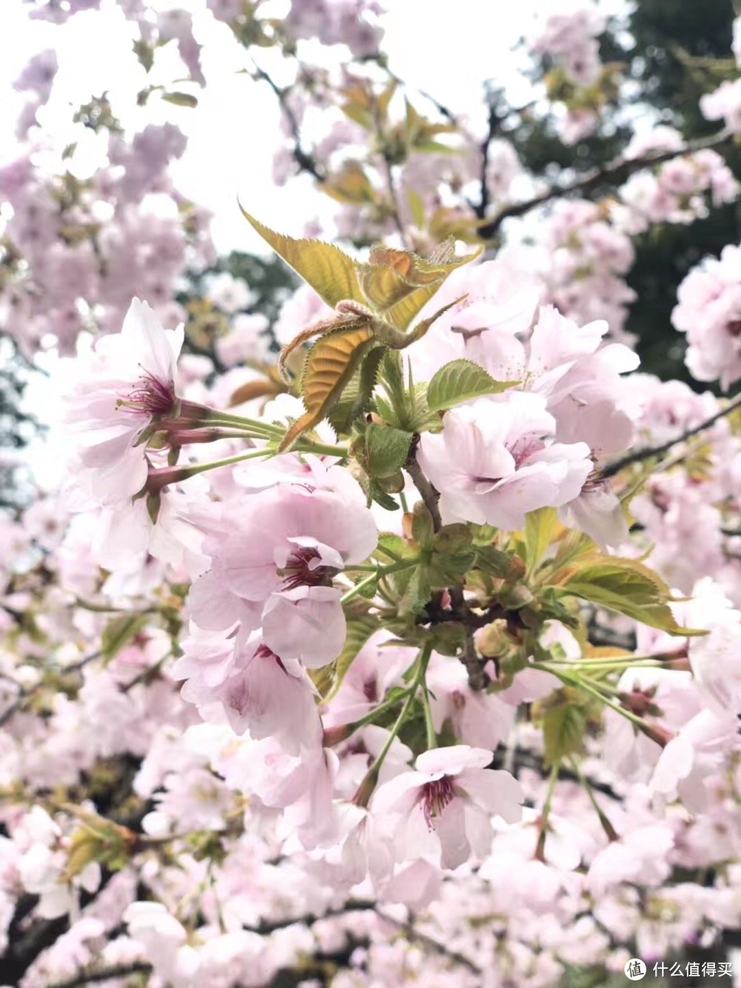 日本自驾游，行程略赶的一天☀️