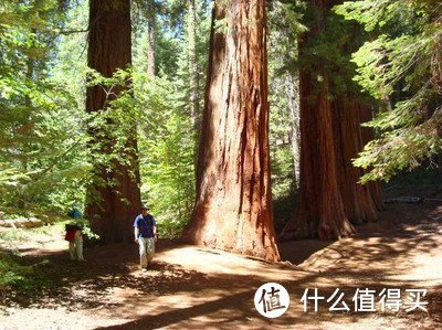 美国红杉公园内的巨杉树龄超过2000岁，当地人在树体凿出通道