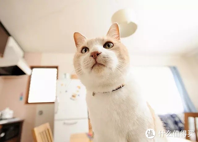 大家一起来吸猫吧！—猫奴必看电影