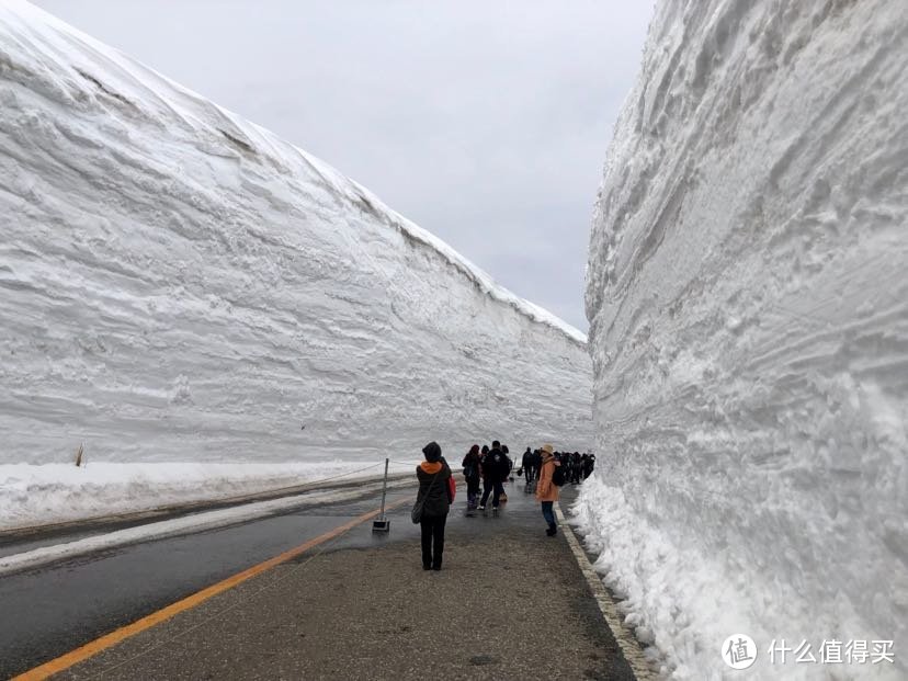 【关西晚樱+雪之大谷】平成最后的樱花，盛开在四月中旬