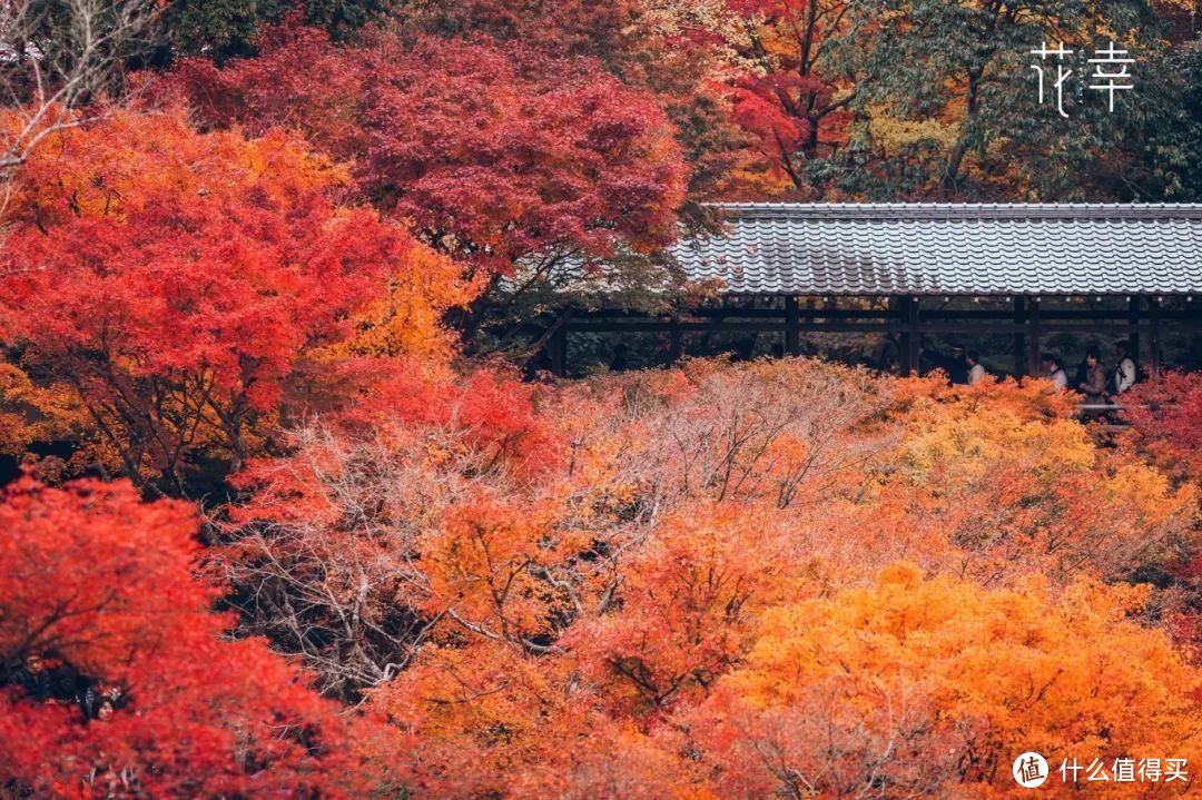 日本京都赏枫季，顺便打卡最新米其林餐厅！