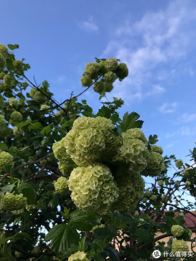 路边的绣球花