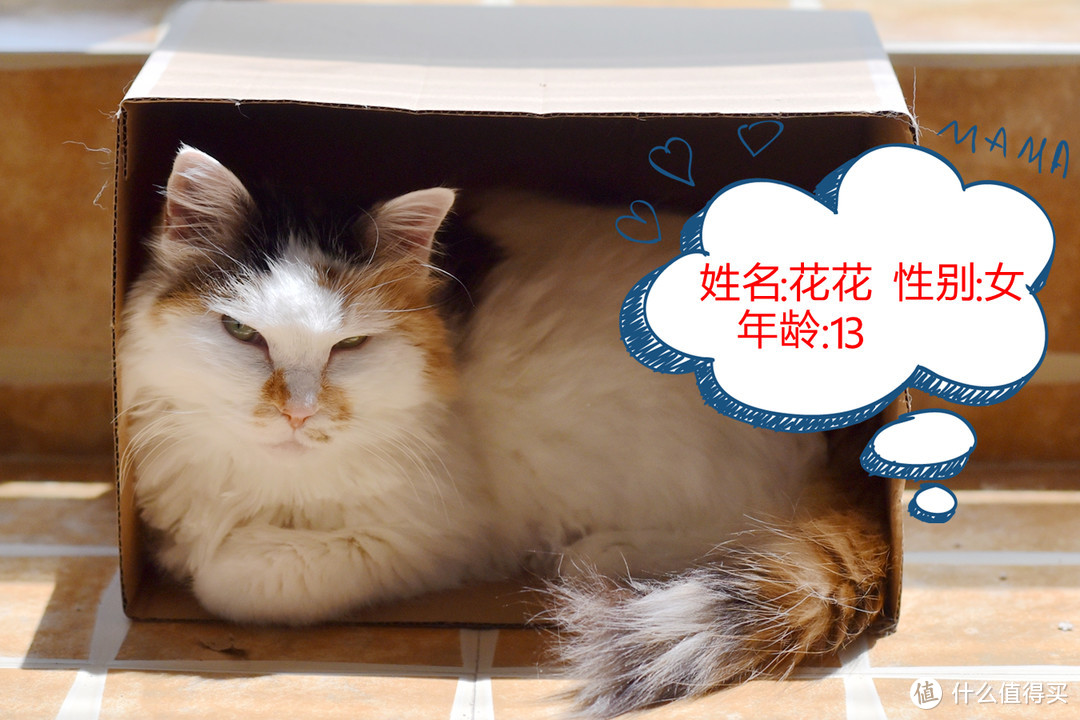 高效除臭——小试普瑞纳Tidy Cats猫砂 (=^_^=)