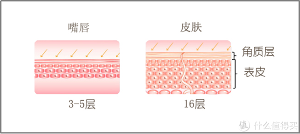 图1. 嘴唇和脸部皮肤结构图