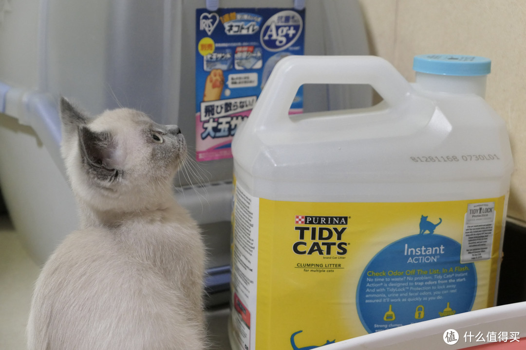 做三只猫的铲屎官，除了勇气你还需要：雀巢普瑞纳 TIDY CATS 即效除臭猫砂