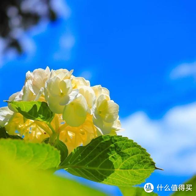 初夏限定 错过4月的樱花 雨季的紫阳花来了 国外度假 什么值得买