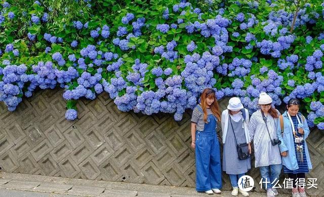 初夏限定 错过4月的樱花 雨季的紫阳花来了 国外度假 什么值得买