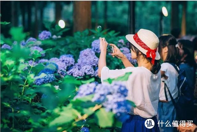 初夏限定 错过4月的樱花 雨季的紫阳花来了 国外度假 什么值得买 初夏限定 错过4月的樱花 雨季的紫阳花来了 国外度假 什么值得买