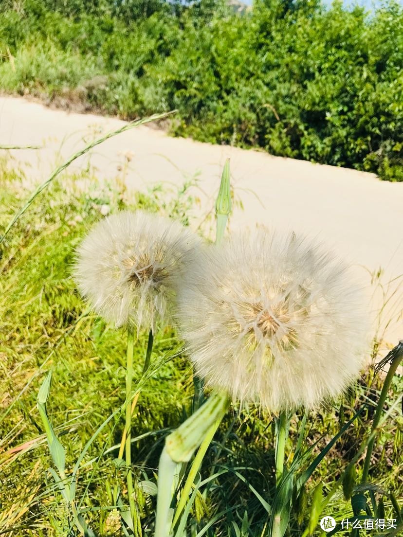 路边的“野花”