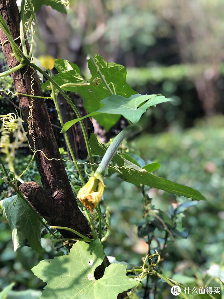 钢铁丛林里的绿色小院—在农村认识瓜果蔬菜