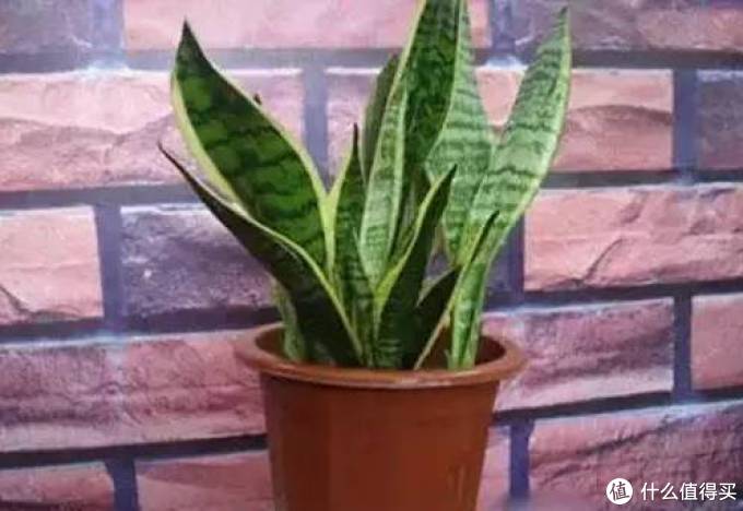 室内绿植大全，一次分享45个品种？