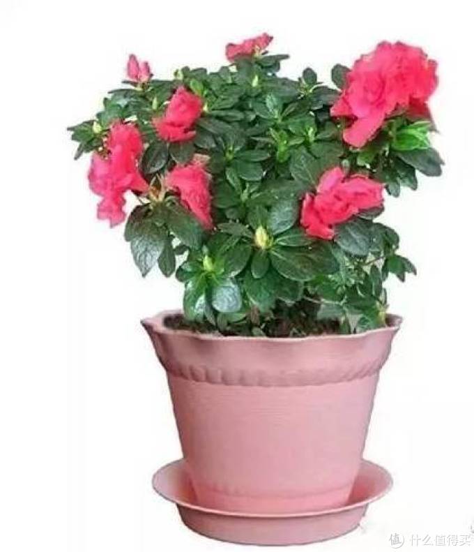 室内绿植大全，一次分享45个品种？