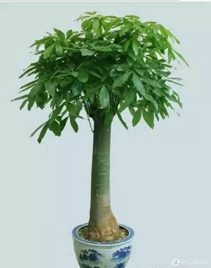室内绿植大全，一次分享45个品种？