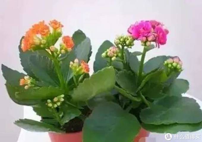 室内绿植大全，一次分享45个品种？