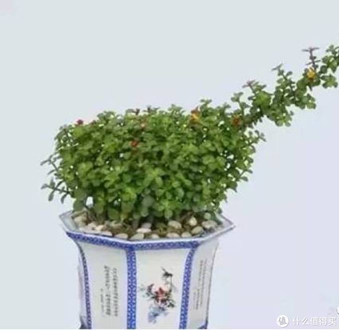 室内绿植大全，一次分享45个品种？
