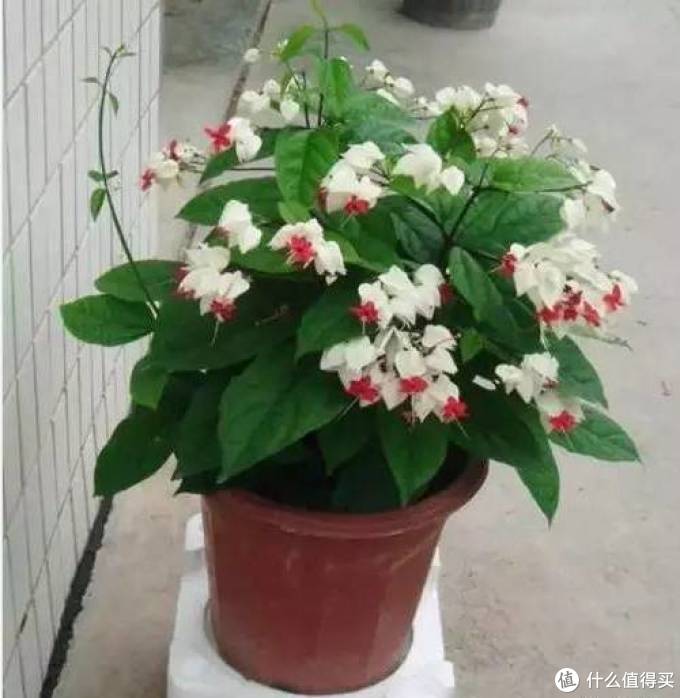 室内绿植大全，一次分享45个品种？