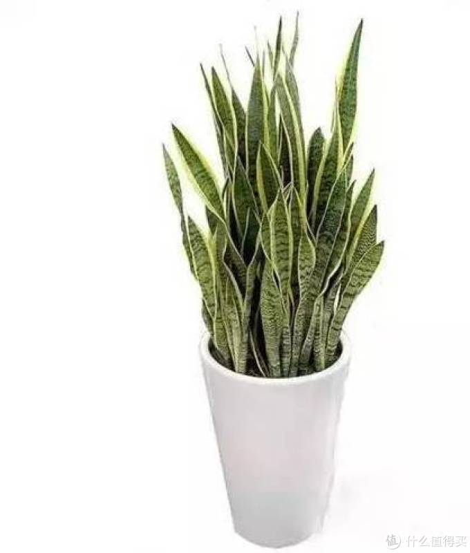 室内绿植大全，一次分享45个品种？