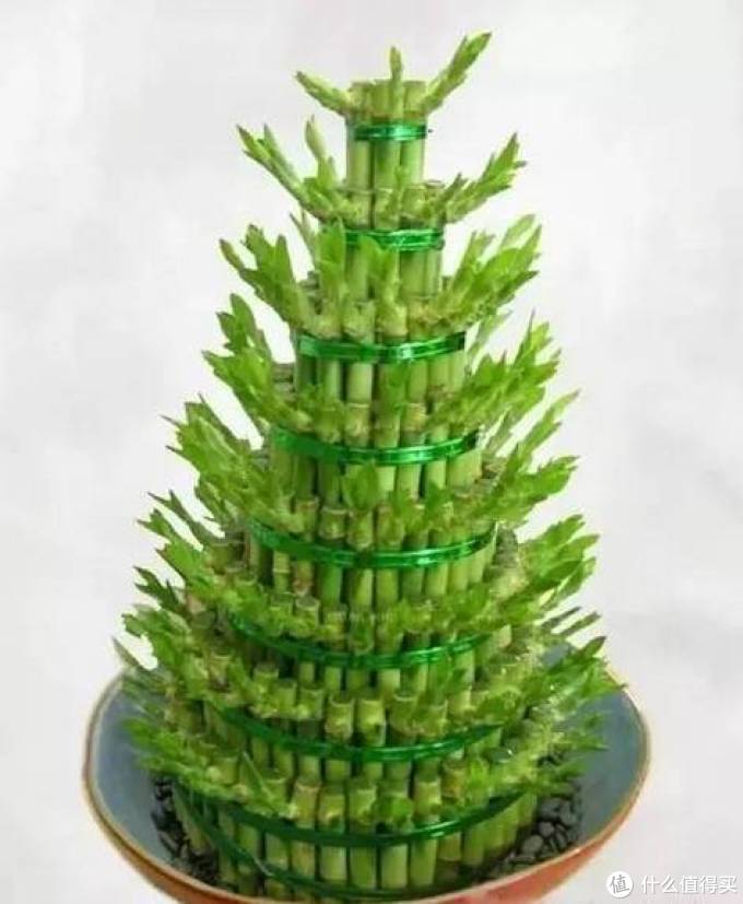 室内绿植大全，一次分享45个品种？