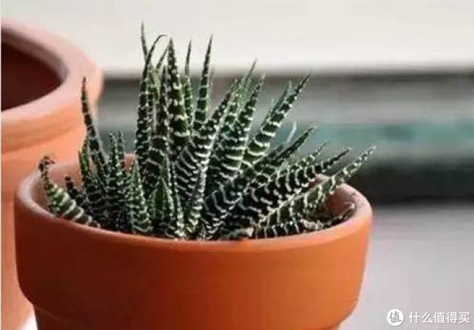 室内绿植大全，一次分享45个品种？