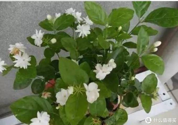 室内绿植大全，一次分享45个品种？